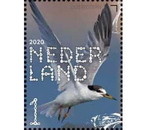 Little tern - Netherlands 2020 - 1