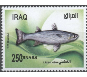 Lizea abu Mullet - Iraq 2019 - 250