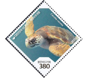 Loggerhead Sea Turtle (Caretta caretta) - South Korea 2021 - 380