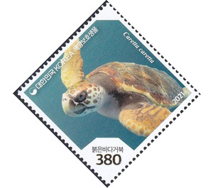 Loggerhead Sea Turtle (Caretta caretta) - South Korea 2021 - 380