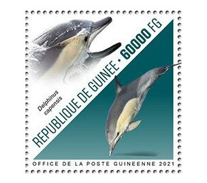 Long-beaked Common Dolphin (Delphinus capensis) - West Africa / Guinea 2021