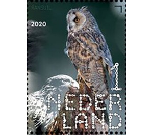 Long-Eared Owl (Asio otus) - Netherlands 2020 - 1