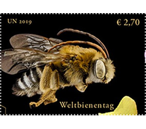 Long-horned Bee (Genus: Melissodes) - UNO Vienna 2019 - 2.70