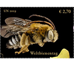 Long-horned Bee (Genus: Melissodes) - UNO Vienna 2019 - 2.70