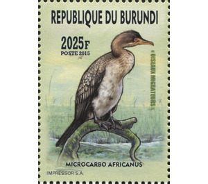 Long Tailed Cormorant (Microcarbo africanus) - East Africa / Burundi 2016