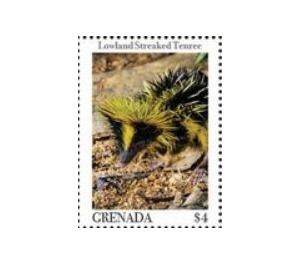 Lowland streaked tenrec - Caribbean / Grenada 2020 - 4