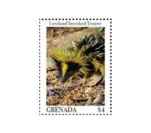 Lowland streaked tenrec - Caribbean / Grenada 2020 - 4