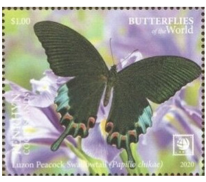 Luzon Peacock Swallowtail (Papilio chikae) - Polynesia / Penrhyn 2020 - 1