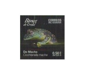 Mache Cochran Frog (Cochranella mache) - South America / Ecuador 2019 - 0.50