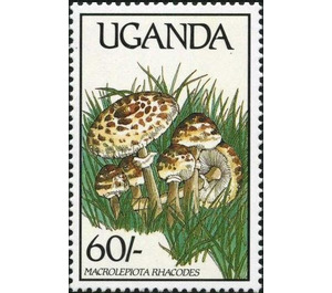 Macrolepiota rhacodes - East Africa / Uganda 1989 - 60