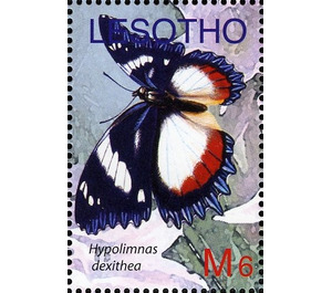 Madagascar Diadem (Hypolimnas dexithea) - South Africa / Lesotho 2007 - 6