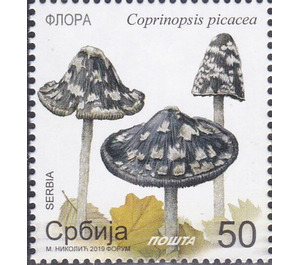 Magpie Inkcap (Coprinopsis picacea) - Serbia 2019 - 50