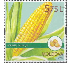 Maize - Moldova 2019 - 5.75