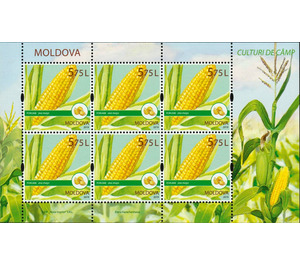Maize (Zea mays) - Moldova 2019