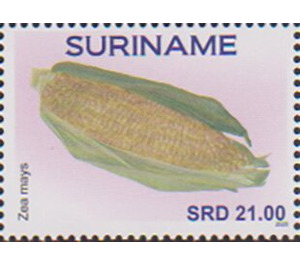 Maize (Zea mays) - South America / Suriname 2020 - 21