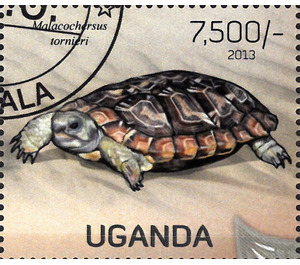 Malacochersus tornieri - East Africa / Uganda 2013