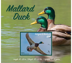 Mallard Duck (Anas platyrhynchos) - Caribbean / Antigua and Barbuda 2020