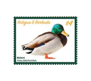 Mallard Duck (Anas platyrhynchos) - Caribbean / Antigua and Barbuda 2020 - 4