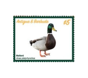 Mallard Duck (Anas platyrhynchos) - Caribbean / Antigua and Barbuda 2020 - 5