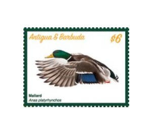 Mallard Duck (Anas platyrhynchos) - Caribbean / Antigua and Barbuda 2020 - 6