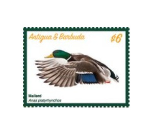 Mallard Duck (Anas platyrhynchos) - Caribbean / Antigua and Barbuda 2020 - 6
