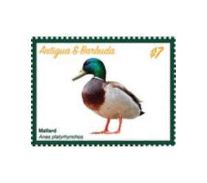 Mallard Duck (Anas platyrhynchos) - Caribbean / Antigua and Barbuda 2020 - 7