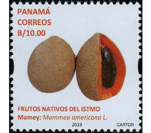 Mamey (Mammea americana) - Central America / Panama 2019 - 10