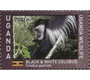 Mantled Guereza (Colobus guereza) - East Africa / Uganda 2017 - 700