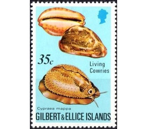 Map Cowry (Cypraea mappa) - Micronesia / Gilbert and Ellice Islands 1975 - 35