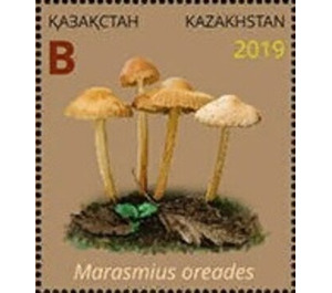 Marasmius oreades - Kazakhstan 2019