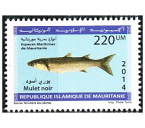 Marine Life Of Mauritania (Series II) - West Africa / Mauritania 2014 - 220