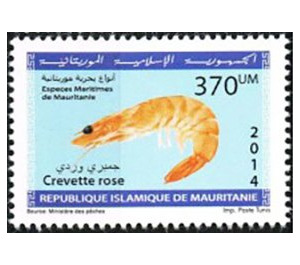 Marine Life Of Mauritania (Series II) - West Africa / Mauritania 2014 - 370