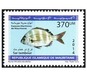 Marine Life Of Mauritania (Series II) - West Africa / Mauritania 2014 - 370