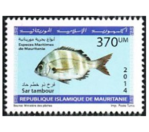 Marine Life Of Mauritania (Series II) - West Africa / Mauritania 2014 - 370