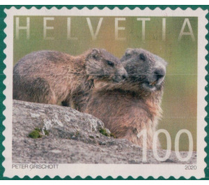 Marmot - Switzerland 2020 - 100
