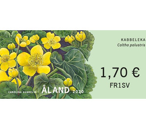 Marsh-marigold (Caltha palustris) - Åland Islands 2020