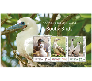 Masked Booby - Cocos (Keeling) Islands 2020