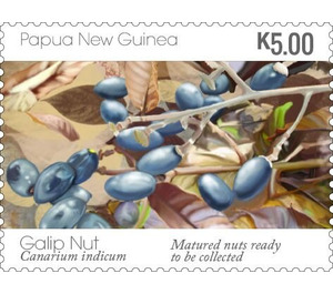 Mature Galip Nuts - Melanesia / Papua and New Guinea / Papua New Guinea 2019 - 5