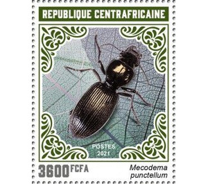 Mecodema punctellum - Central Africa / Central African Republic 2021