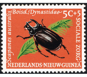 Melanesian Rhinoceros Beetle (Scapanes australis) - Melanesia / Netherlands New Guinea 1961