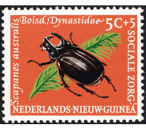 Melanesian Rhinoceros Beetle (Scapanes australis) - Melanesia / Netherlands New Guinea 1961