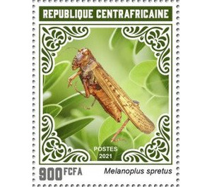 Melanoplus spretus - Central Africa / Central African Republic 2021 - 900