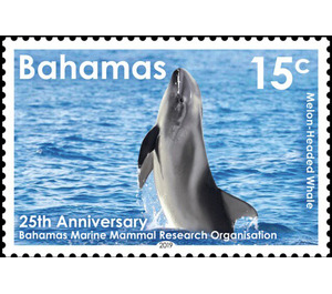 Melon-headed Whale (Peponocephala electra) - Caribbean / Bahamas 2019 - 15