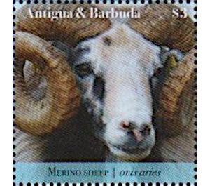 Merino Sheep (Ovis aries) - Caribbean / Antigua and Barbuda 2020 - 3