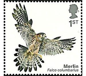 Merlin (Falco columbarius) - United Kingdom 2019