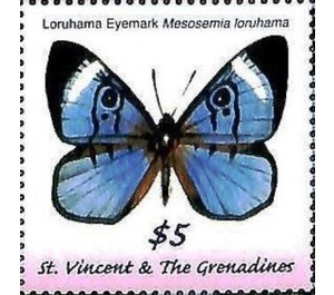 Mesosemia loruhama - Caribbean / Saint Vincent and The Grenadines 2019 - 5