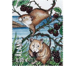 Mice eating Berries - Åland Islands 2019 - 0.60