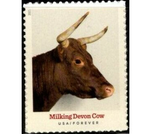 Milking Devon Cow - United States of America 2021