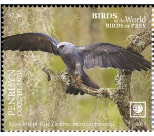 Mississippi Kite - Polynesia / Penrhyn 2019