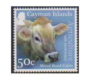 Mixed Breed Cattle (Bos primigenius taurus) - Caribbean / Cayman Islands 2017 - 50